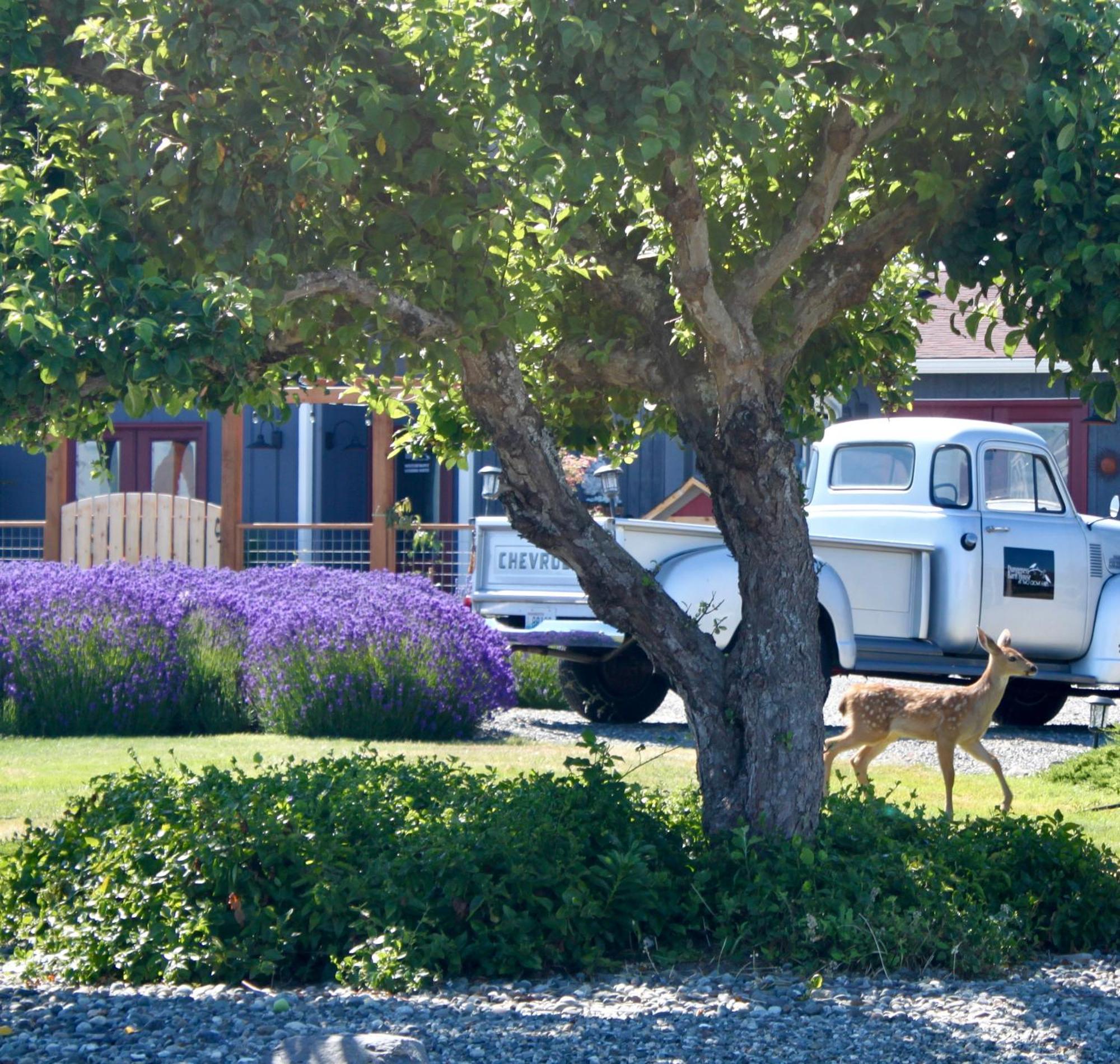 Dungeness Barn House Bed And Breakfast At Two Crows Farm Sequim Εξωτερικό φωτογραφία