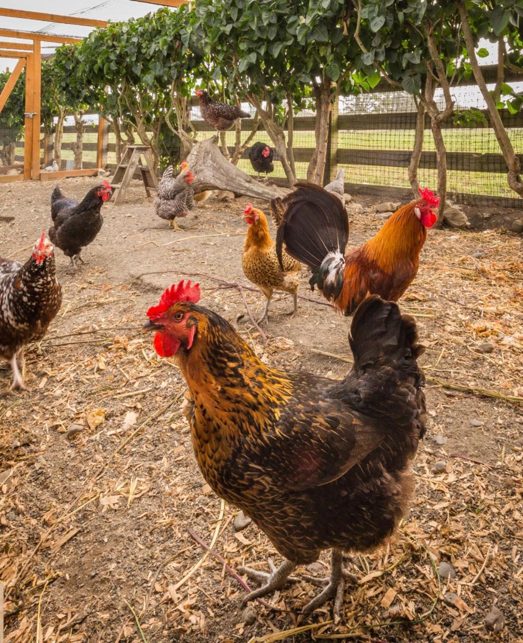Dungeness Barn House Bed And Breakfast At Two Crows Farm Sequim Εξωτερικό φωτογραφία